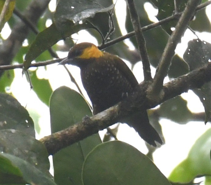 Lita Woodpecker - ML640300656