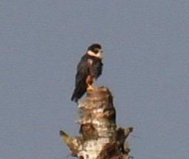 Bat Falcon - ML640300667
