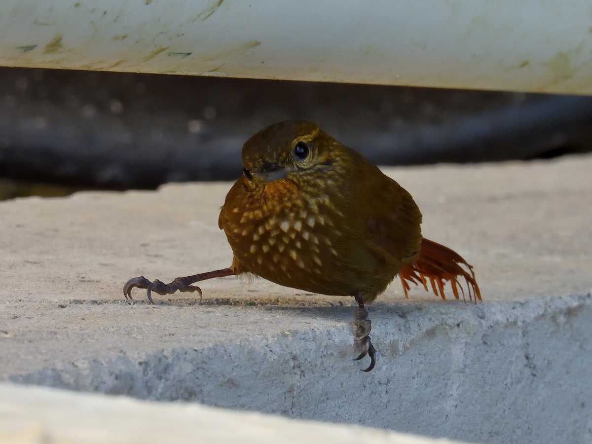 Wedge-billed Woodcreeper - ML640300684