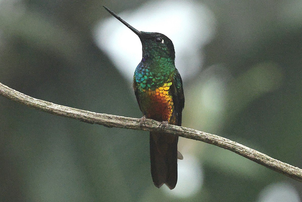 Golden-bellied Starfrontlet - ML640300752