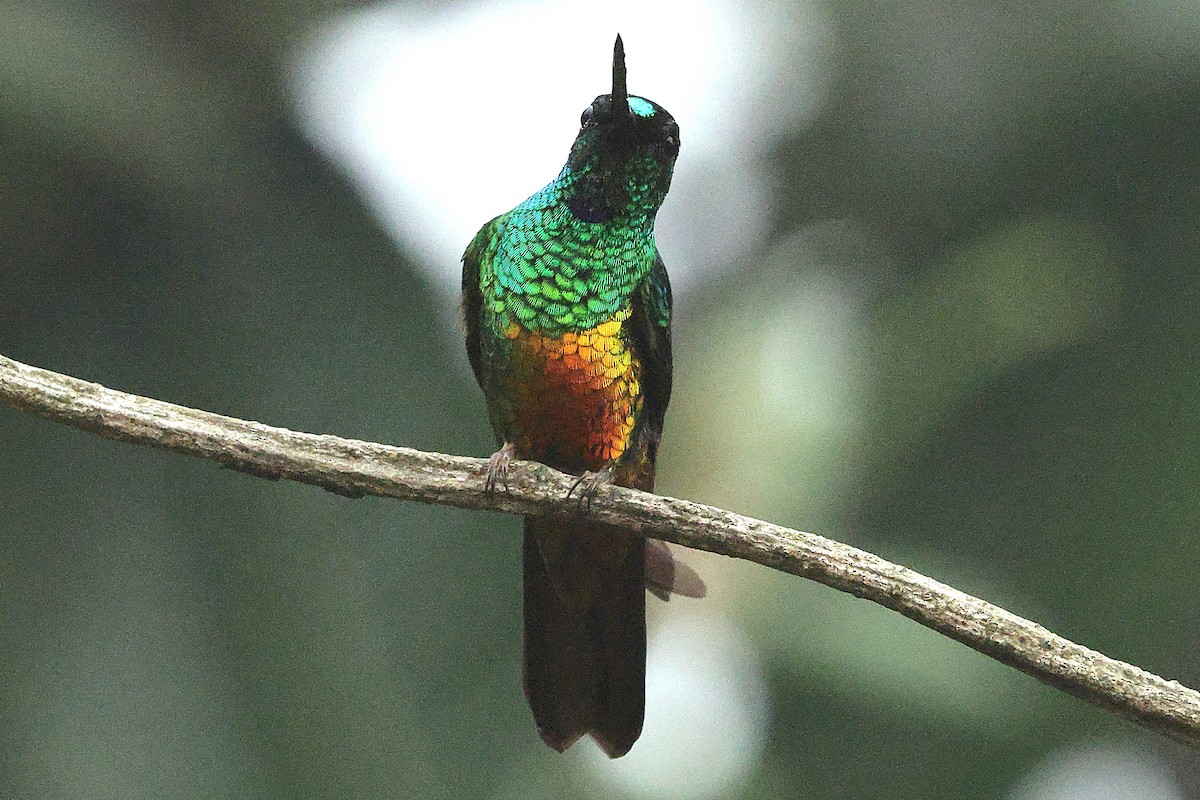Golden-bellied Starfrontlet - ML640300767
