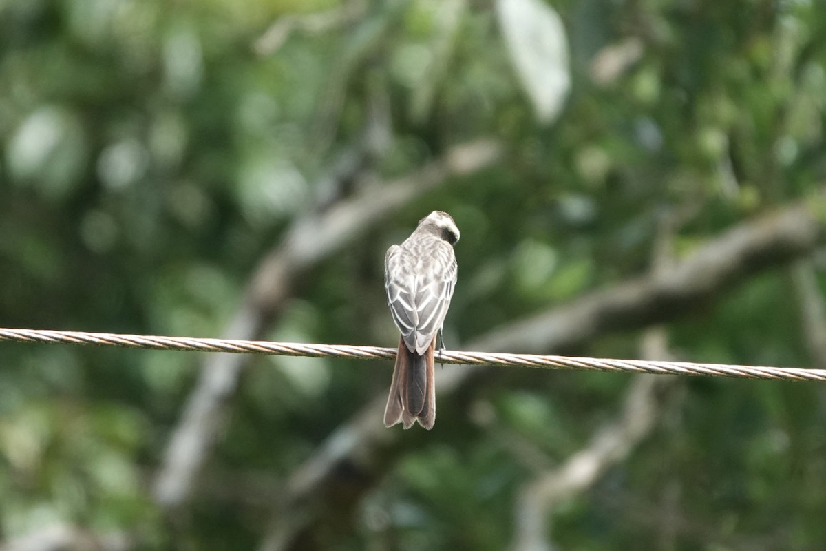 Variegated Flycatcher - ML640300780