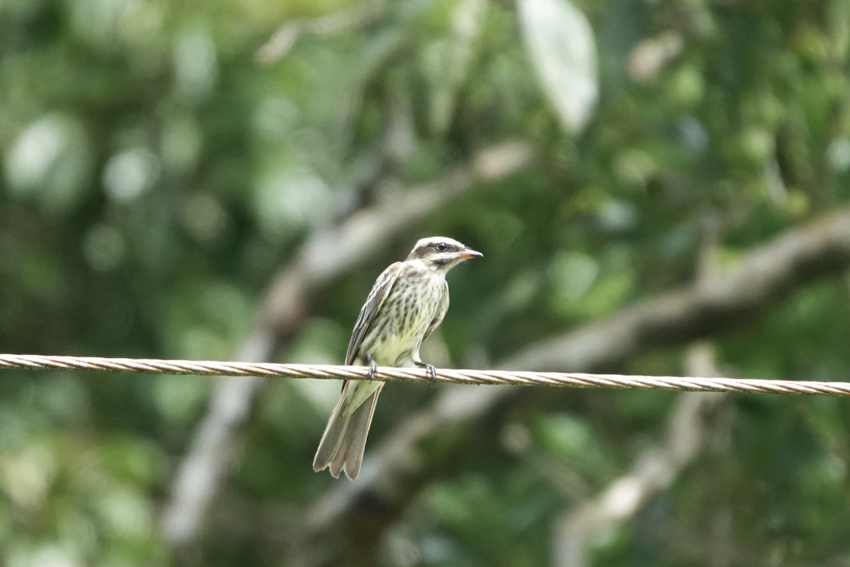 Variegated Flycatcher - ML640300781