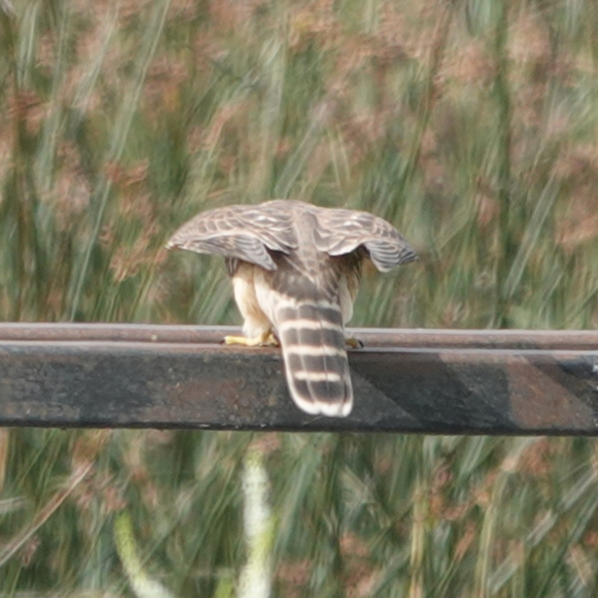 Merlin - ML640300797