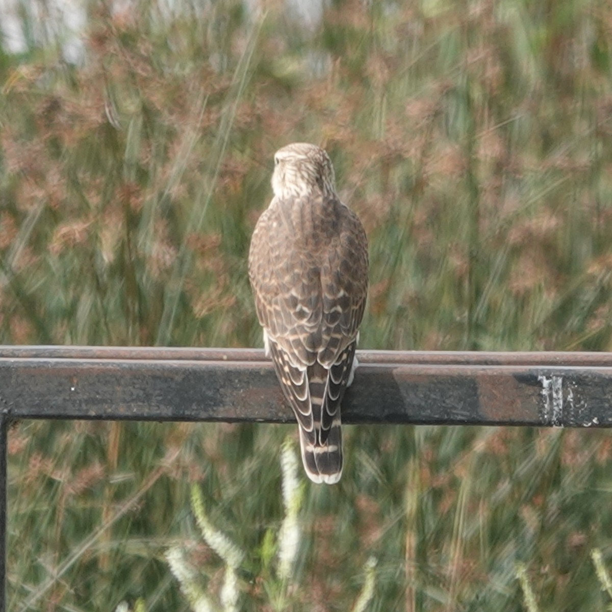 Merlin - ML640300798