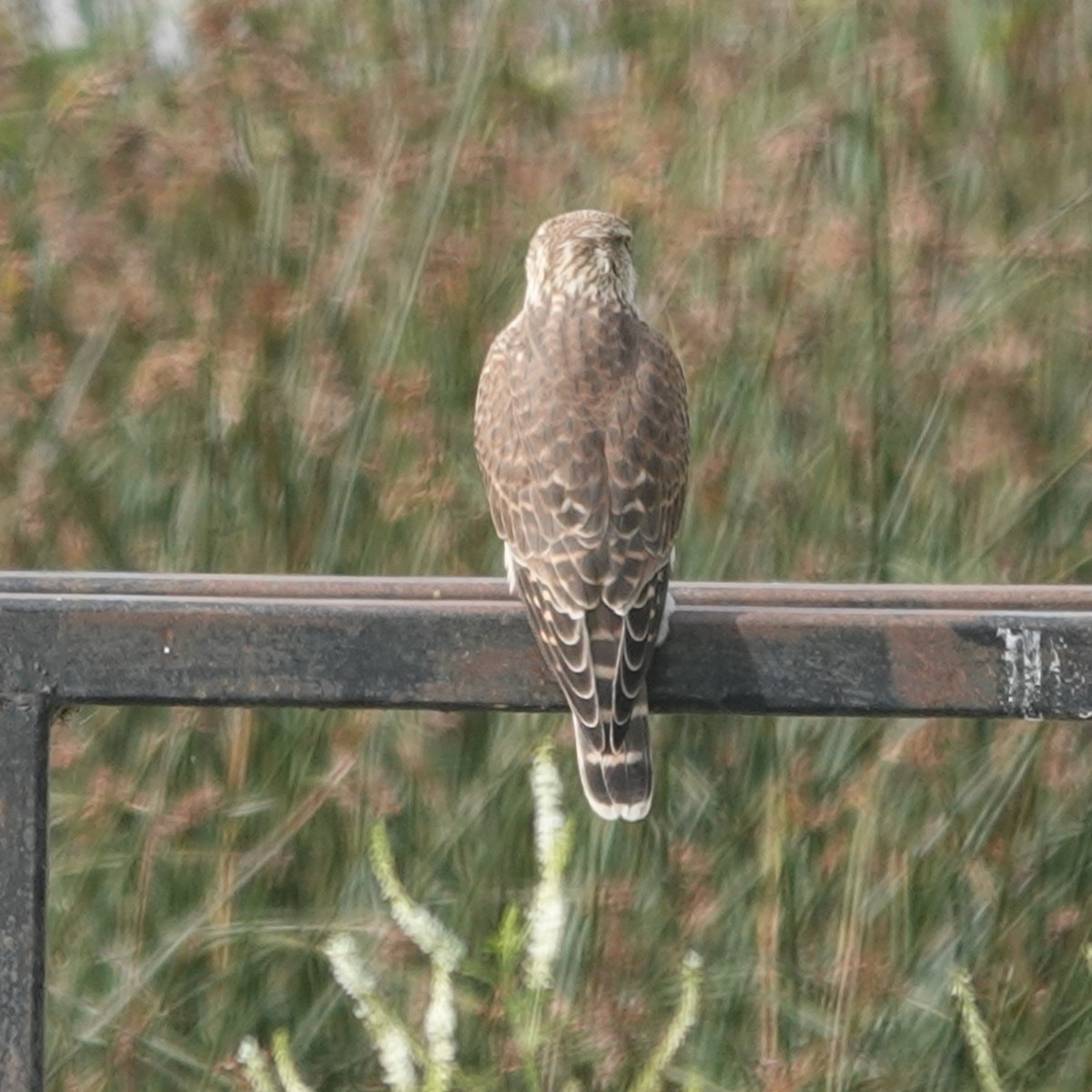 Merlin - ML640300799