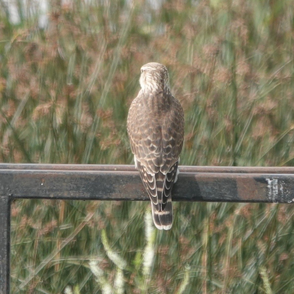 Merlin - ML640300800