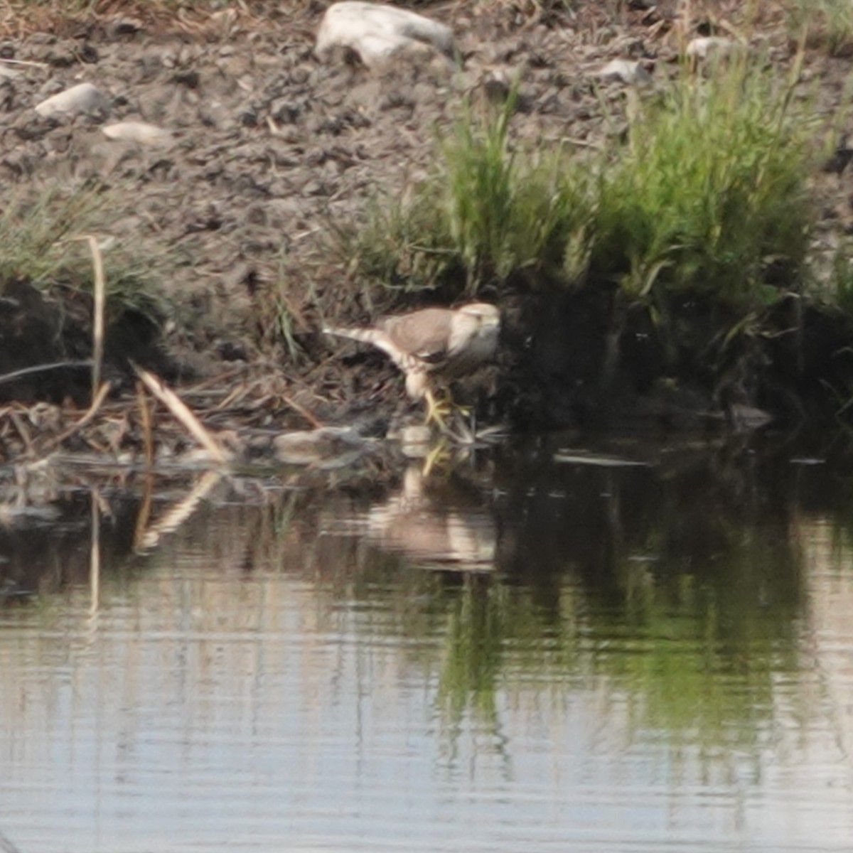 Merlin - ML640300801