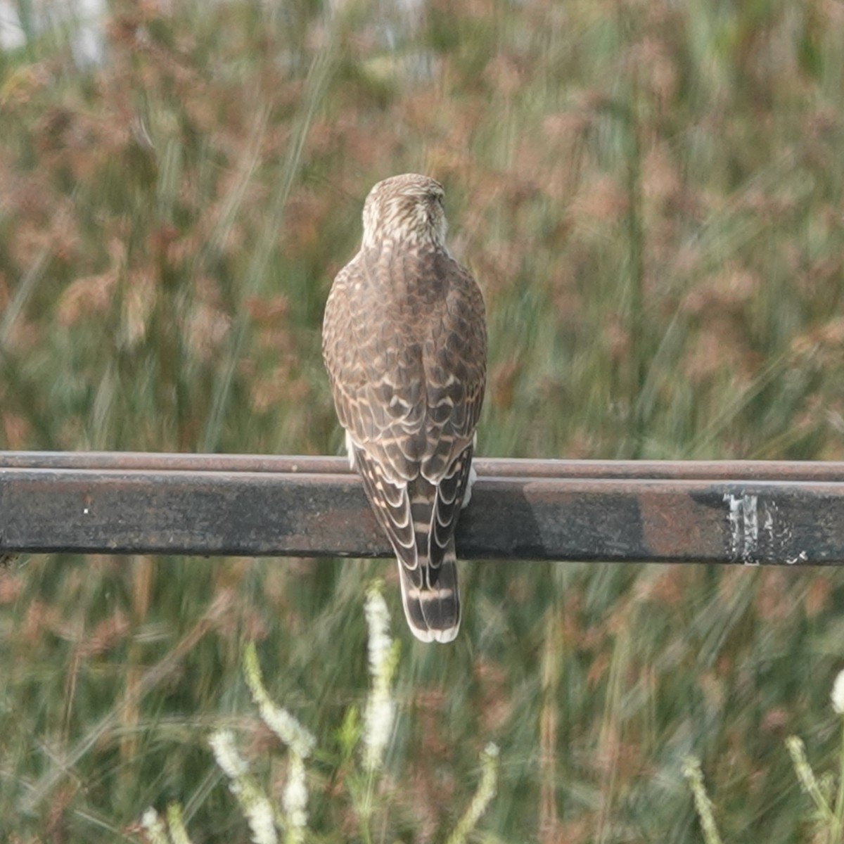 Merlin - ML640300802