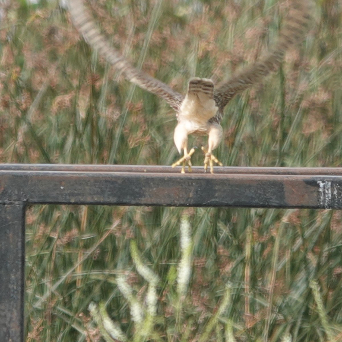 Merlin - ML640300803