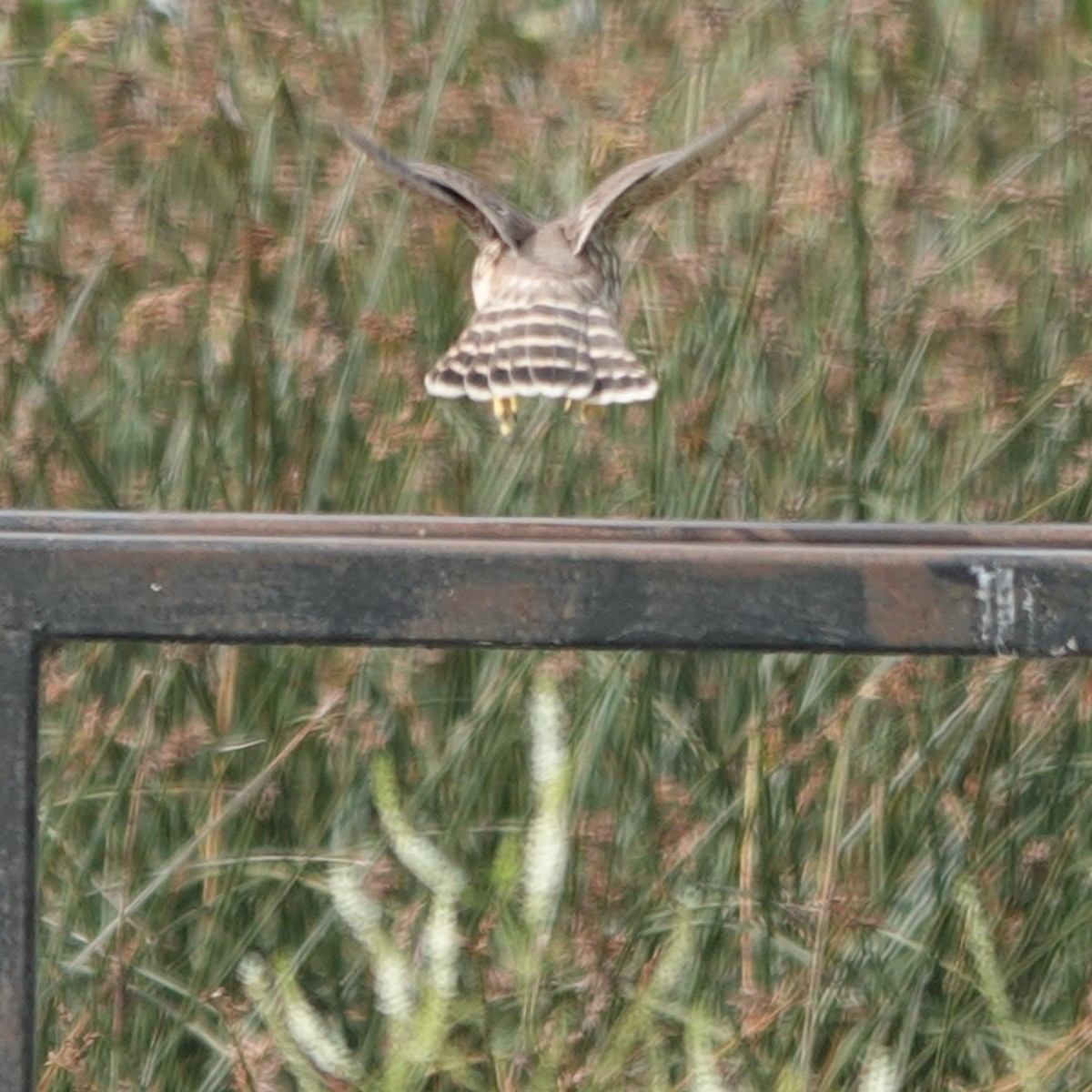 Merlin - ML640300804