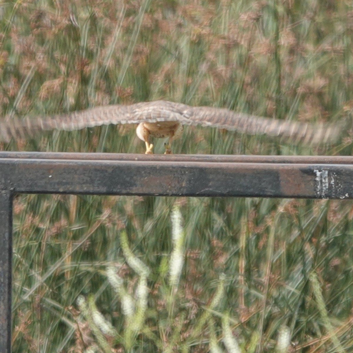 Merlin - ML640300805