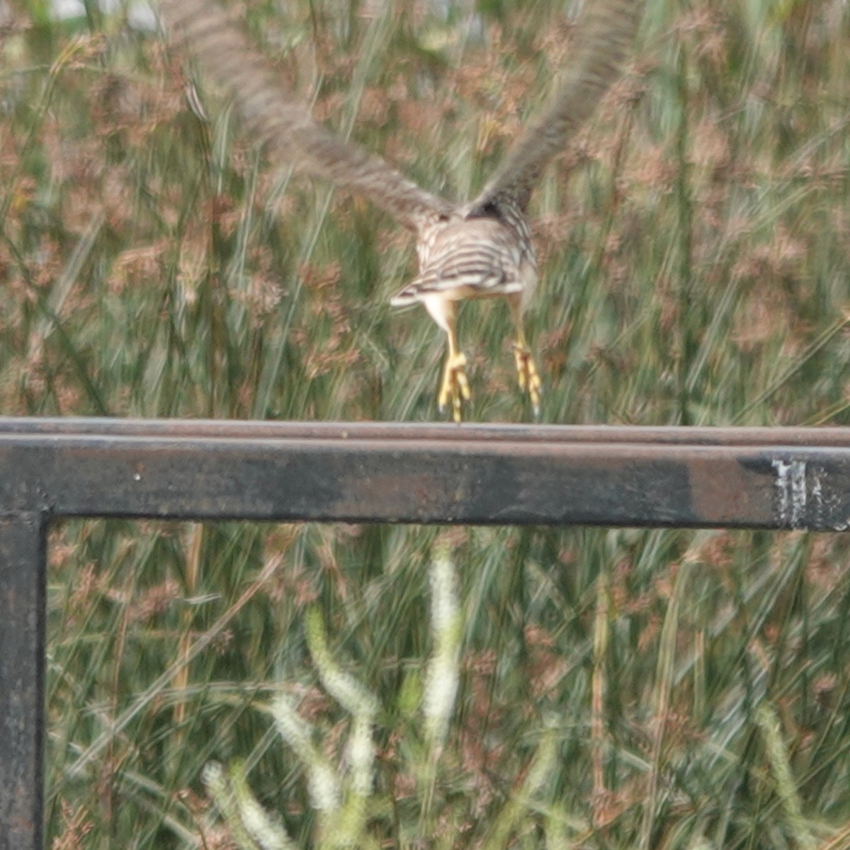 Merlin - ML640300806