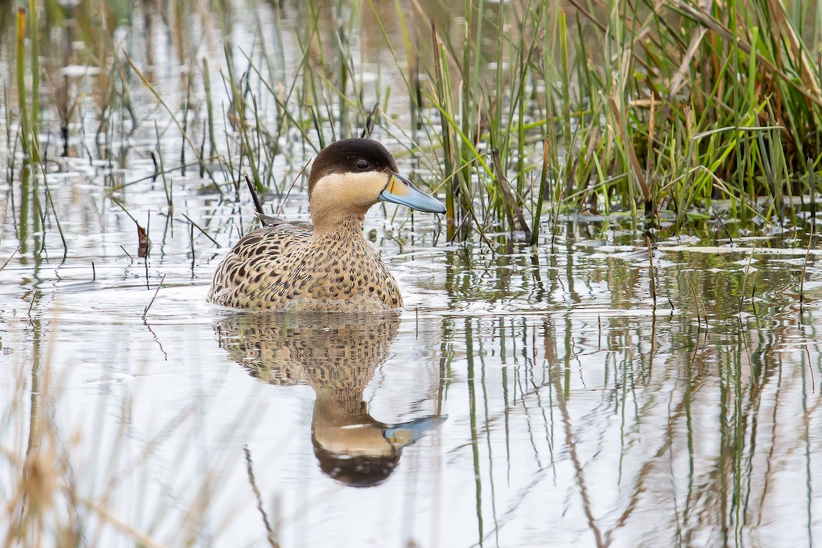 Silver Teal - ML640300808