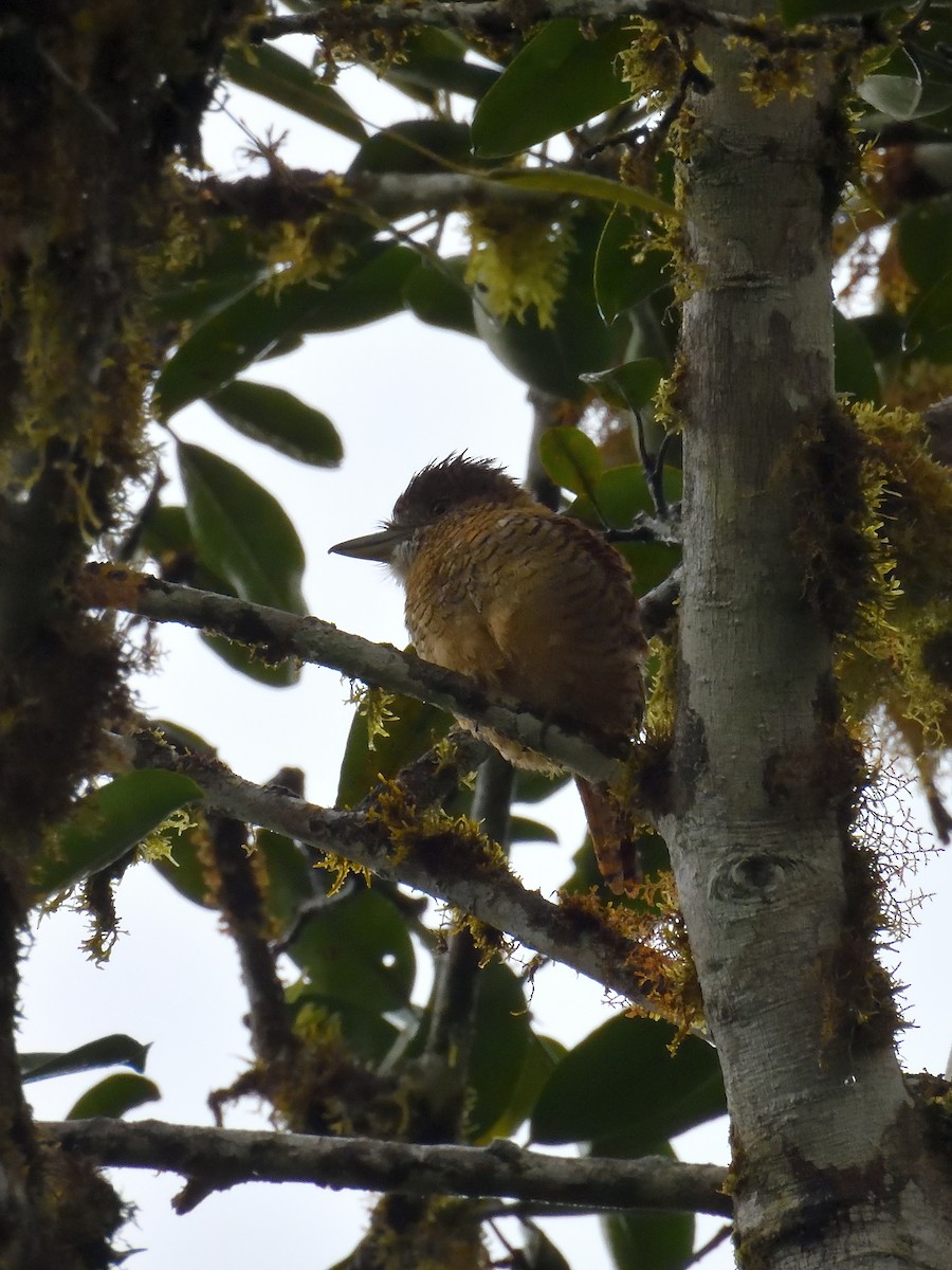 Barred Puffbird - ML640300810