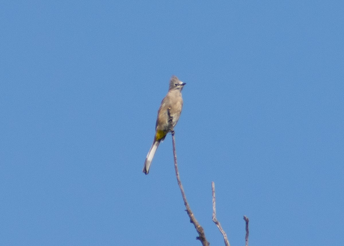Gray Silky-flycatcher - ML640300815
