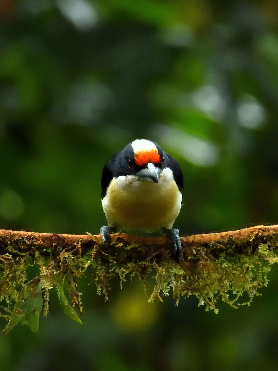 Orange-fronted Barbet - ML640300816