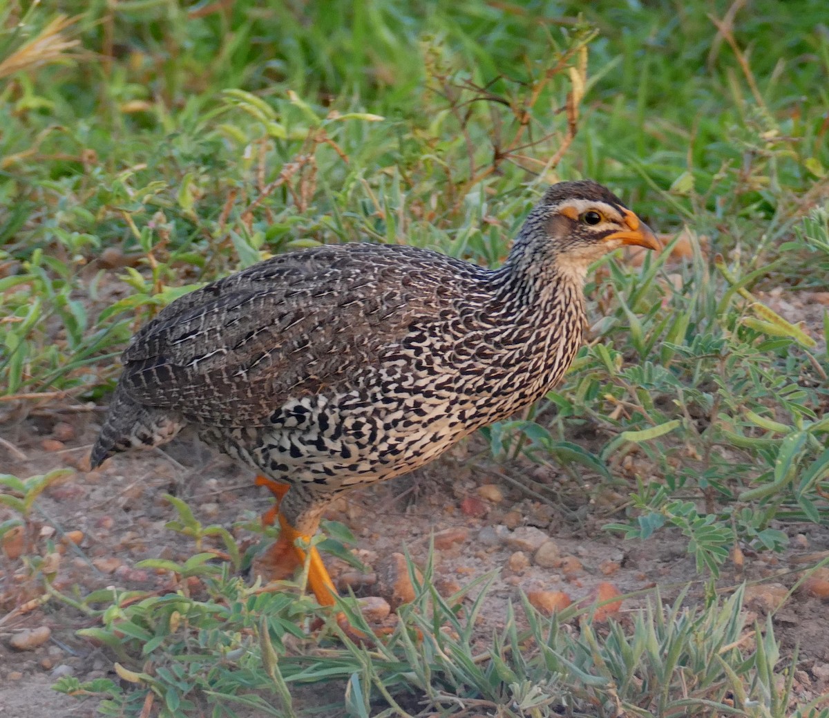 Heuglin's Spurfowl - ML640300817