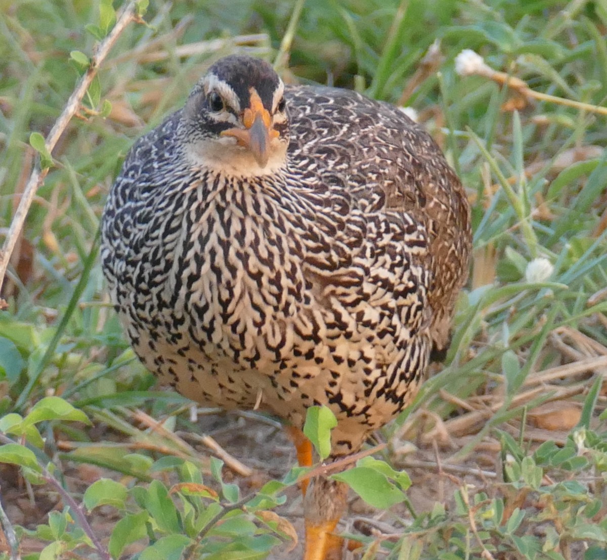 Heuglin's Spurfowl - ML640300818