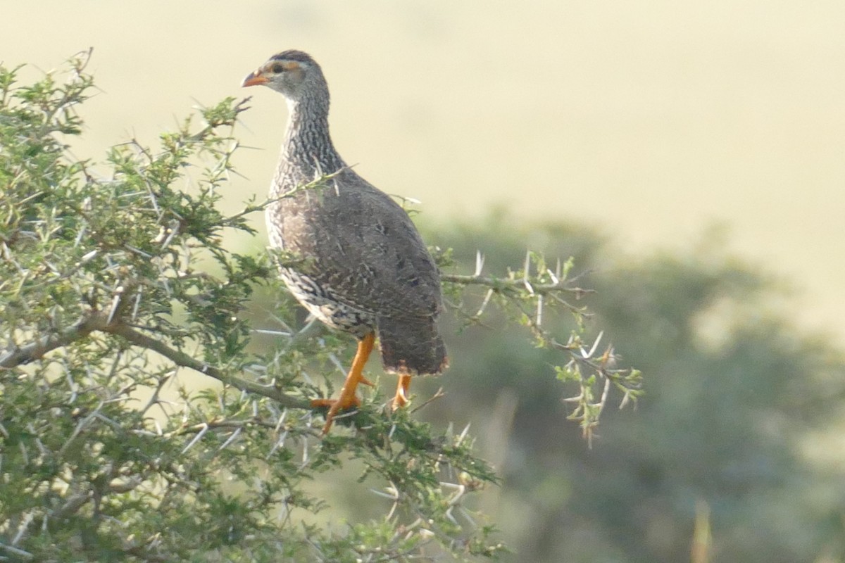 Heuglin's Spurfowl - ML640300819