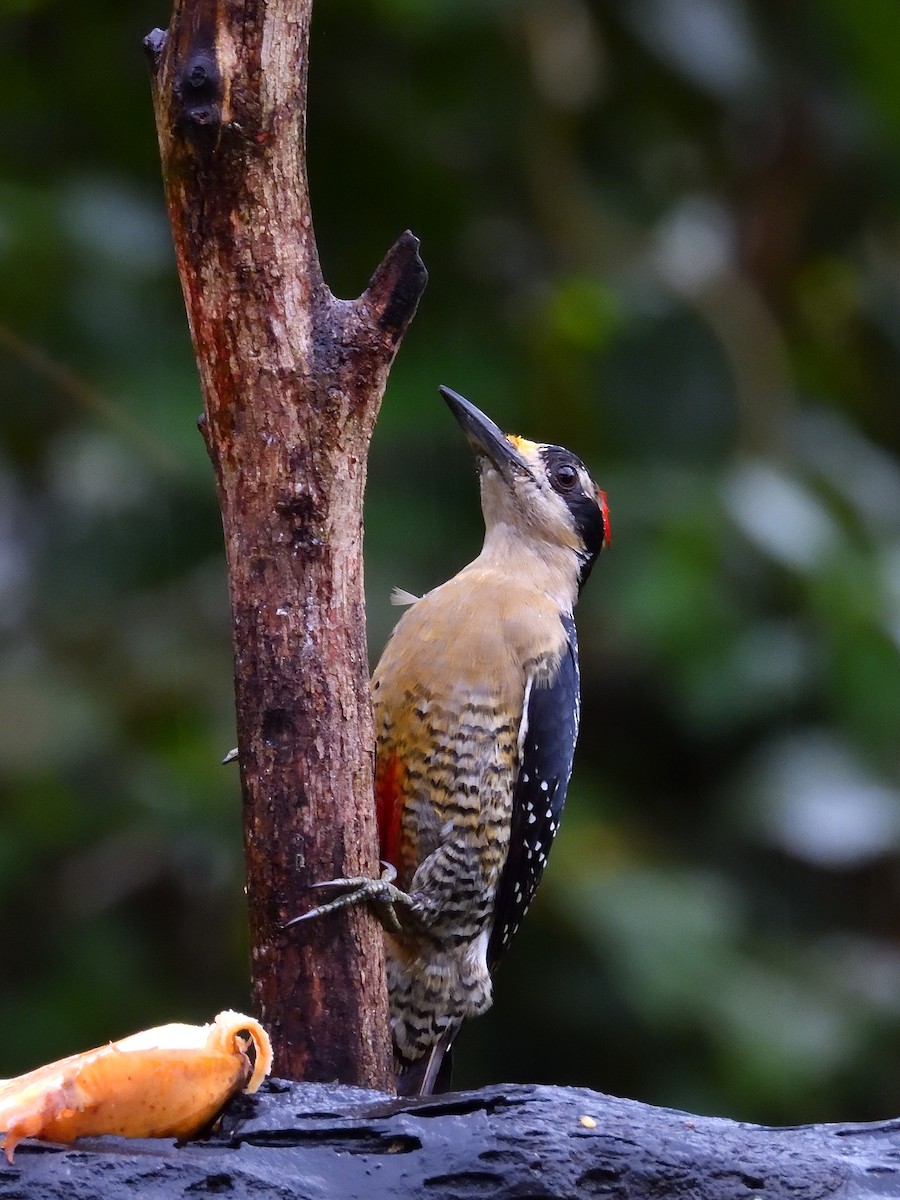 Black-cheeked Woodpecker - ML640300823