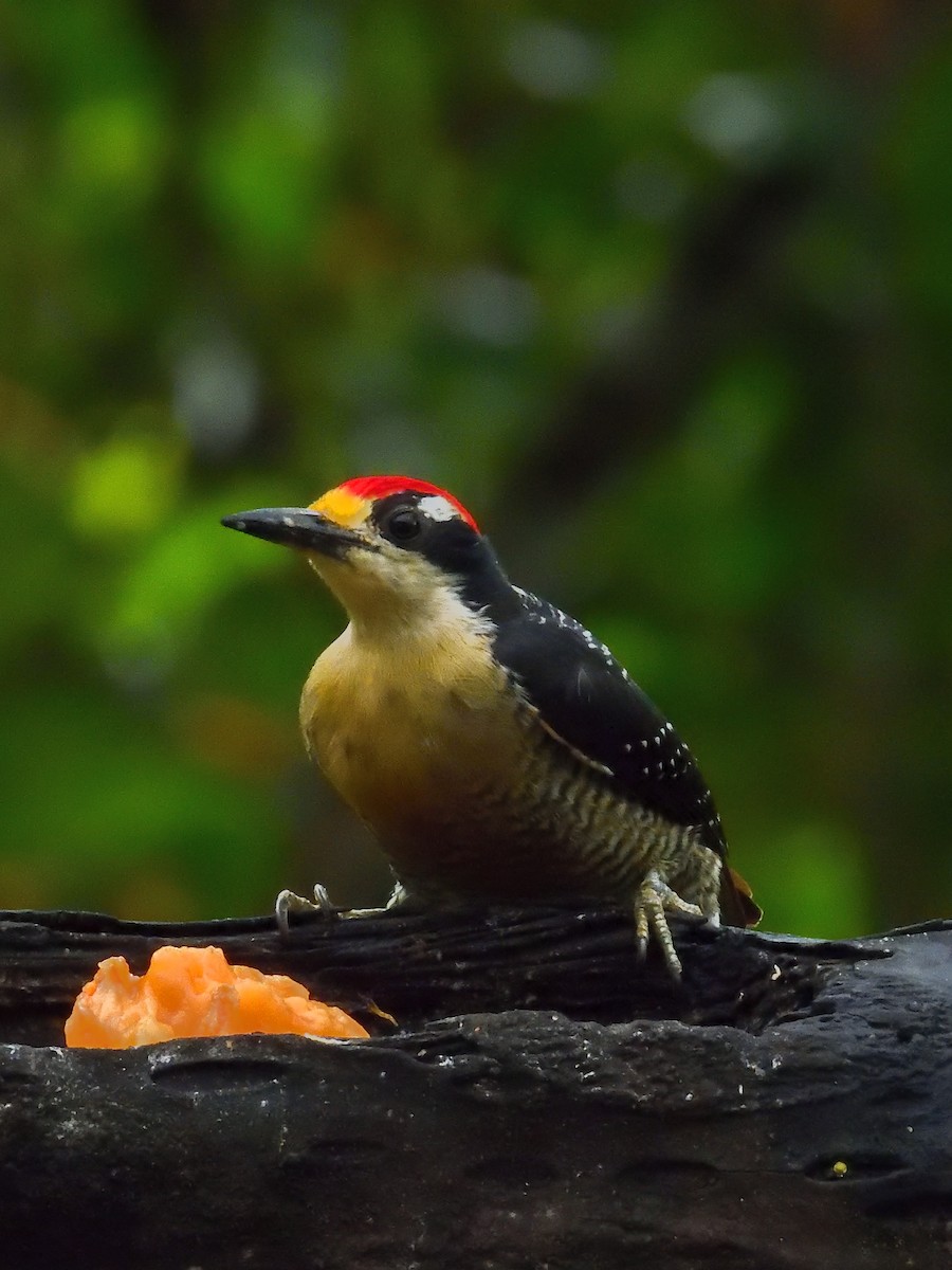 Black-cheeked Woodpecker - ML640300824
