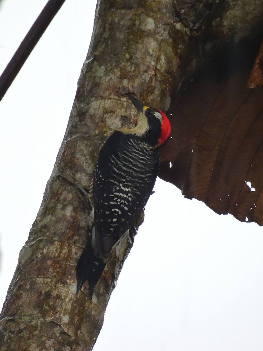 Black-cheeked Woodpecker - ML640300825