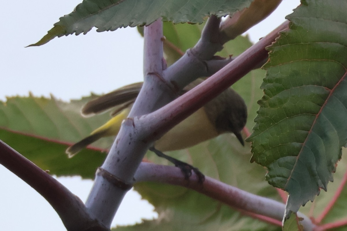 Yellow-rumped Thornbill - ML640300836