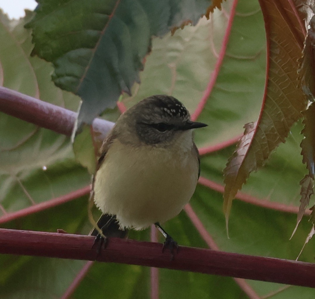 Yellow-rumped Thornbill - ML640300837