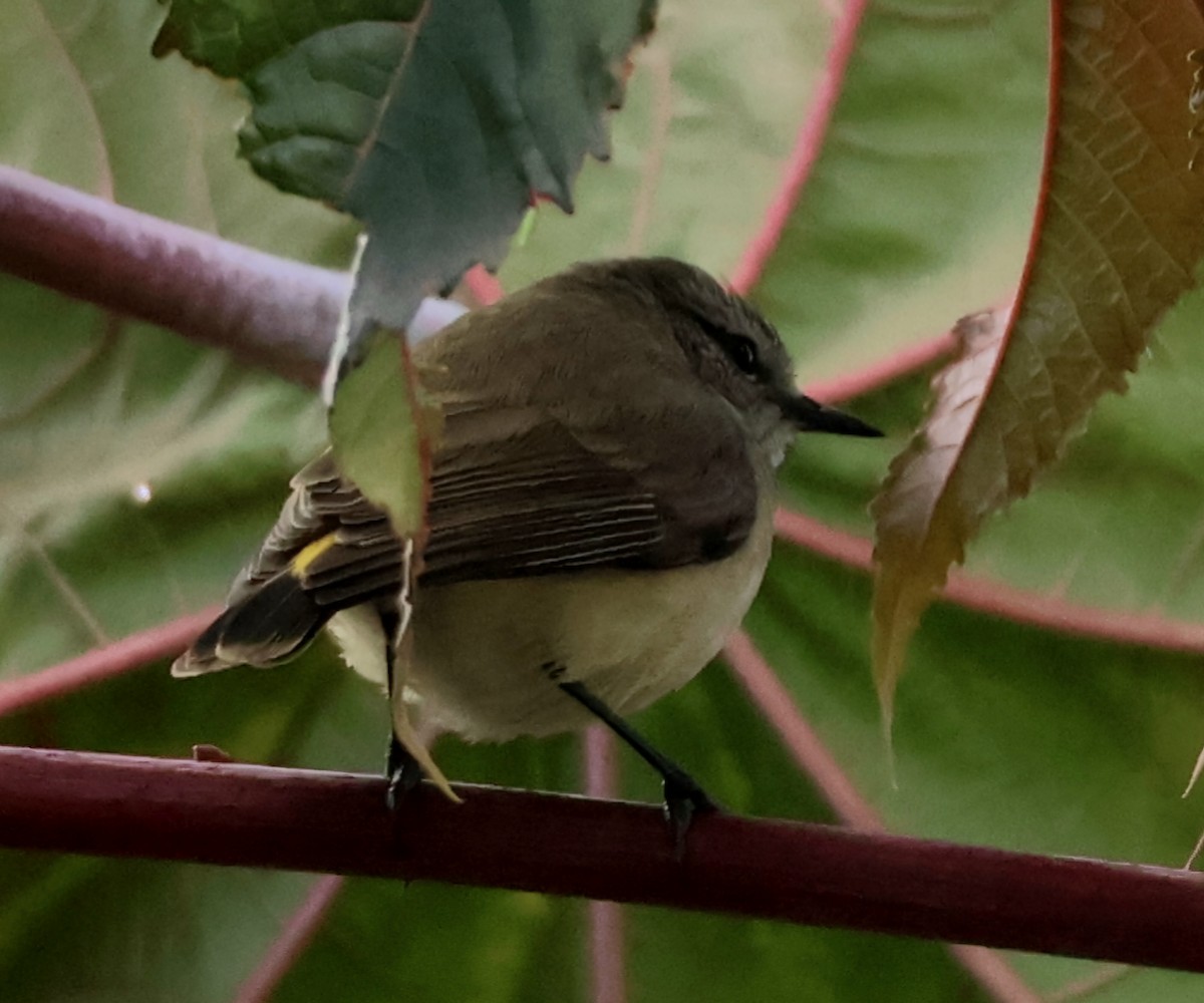 Yellow-rumped Thornbill - ML640300838