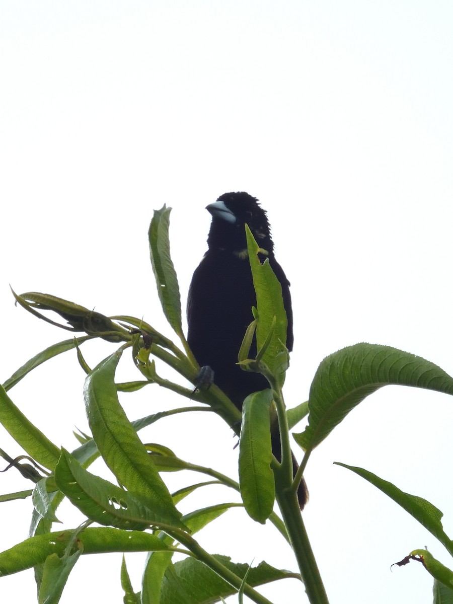 Flame-rumped Tanager (Lemon-rumped) - ML640300845