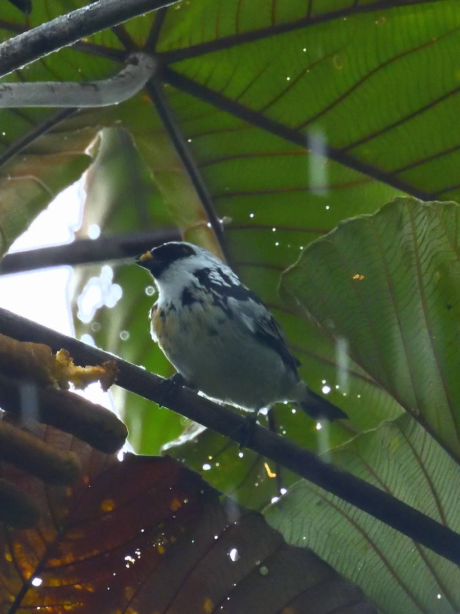 Gray-and-gold Tanager - ML640300861