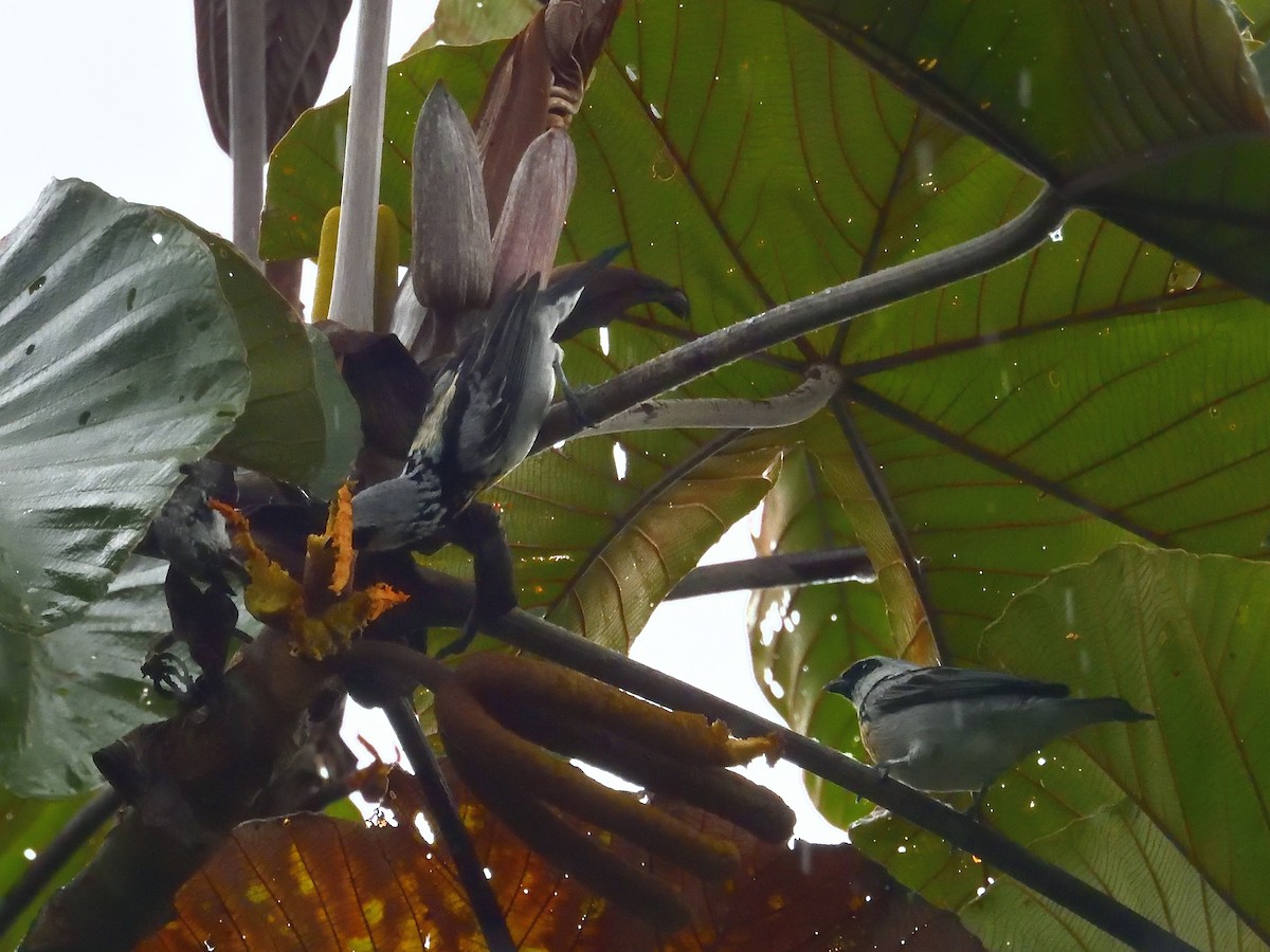 Gray-and-gold Tanager - ML640300862
