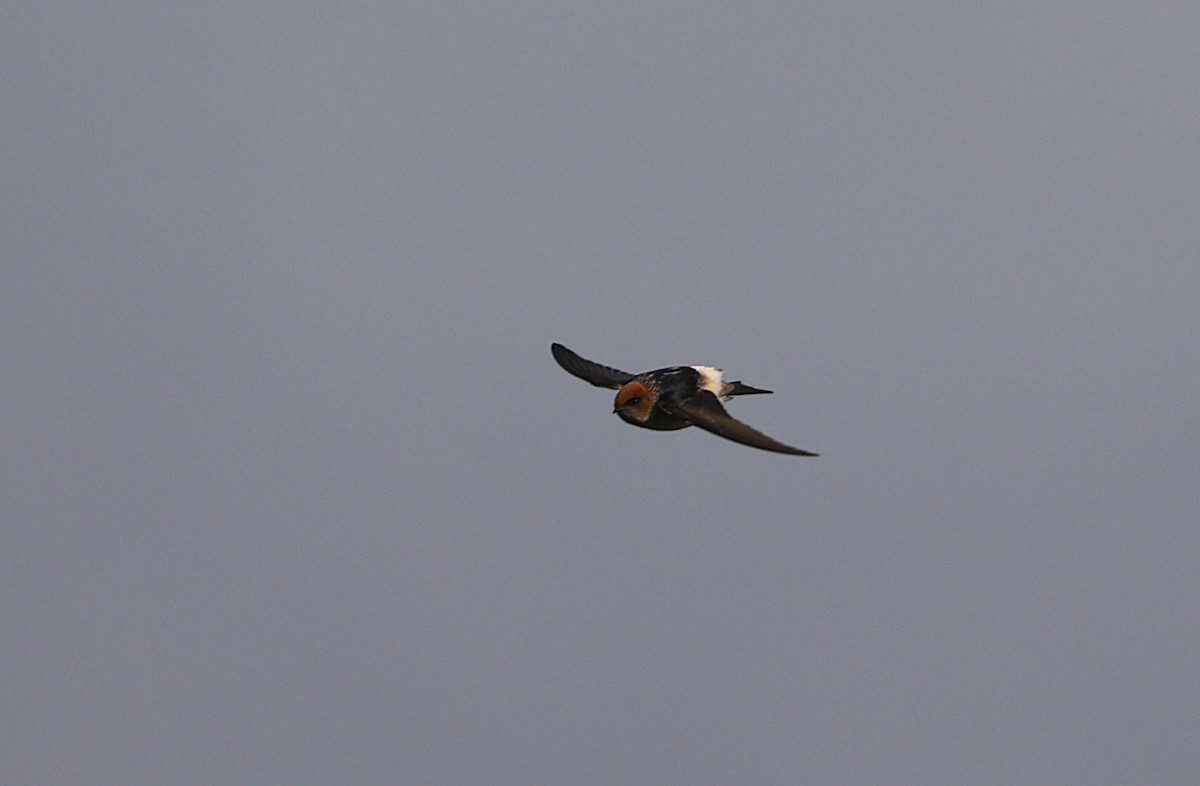 Fairy Martin - ML640300863
