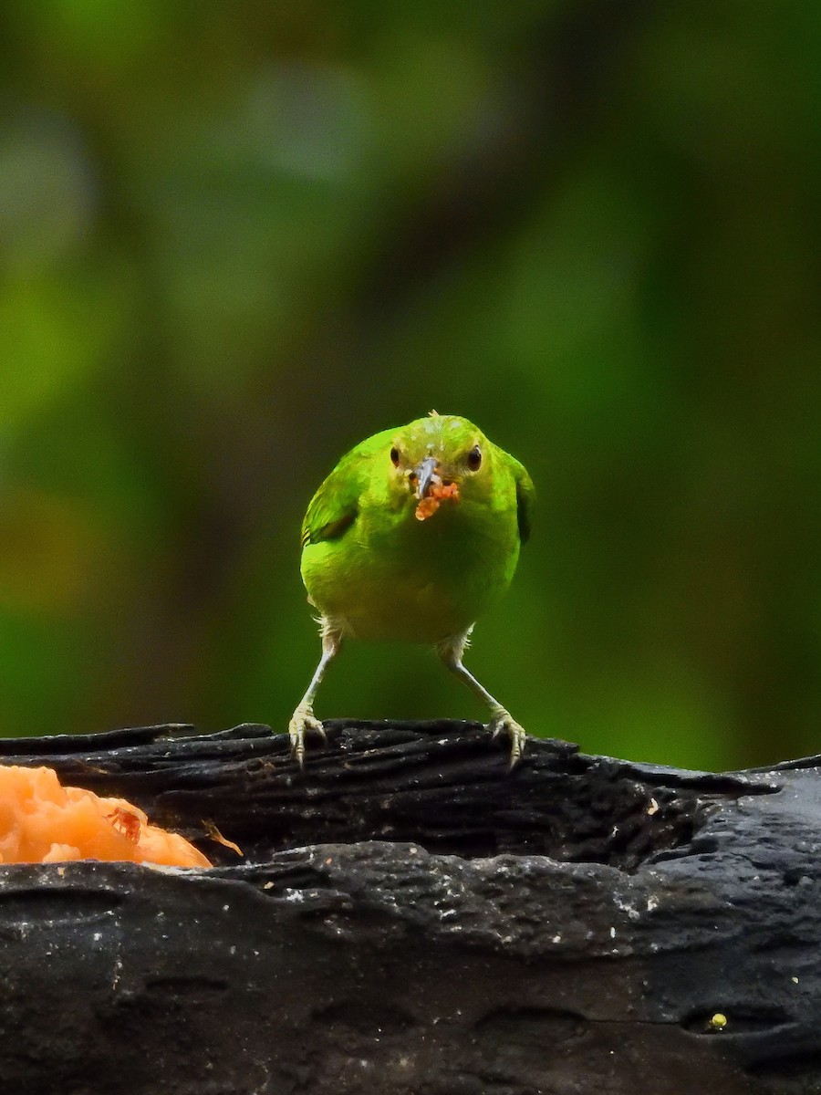 Green Honeycreeper - ML640300876