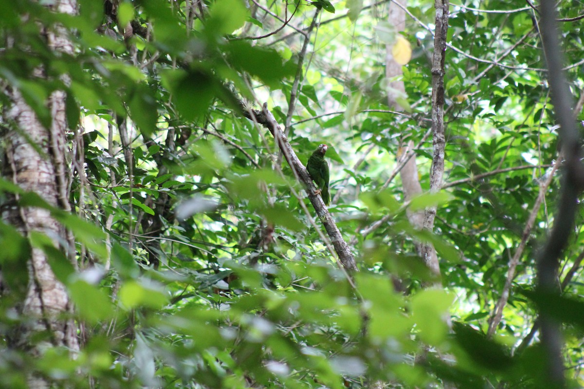 Puerto Rican Amazon - ML640300890