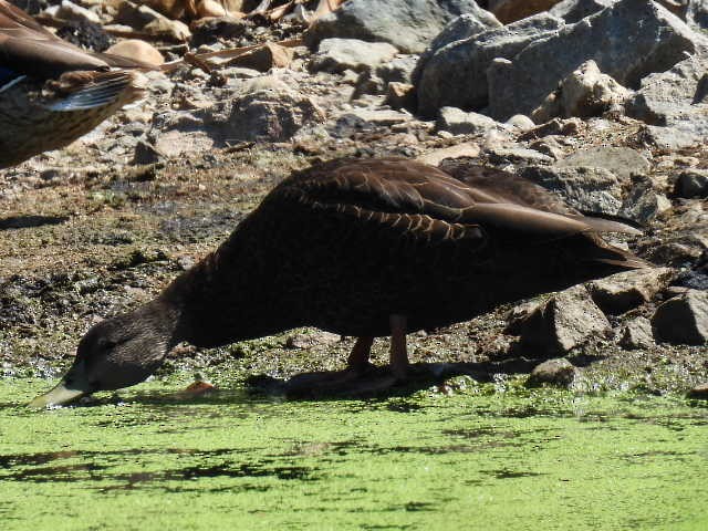 American Black Duck - ML640300892