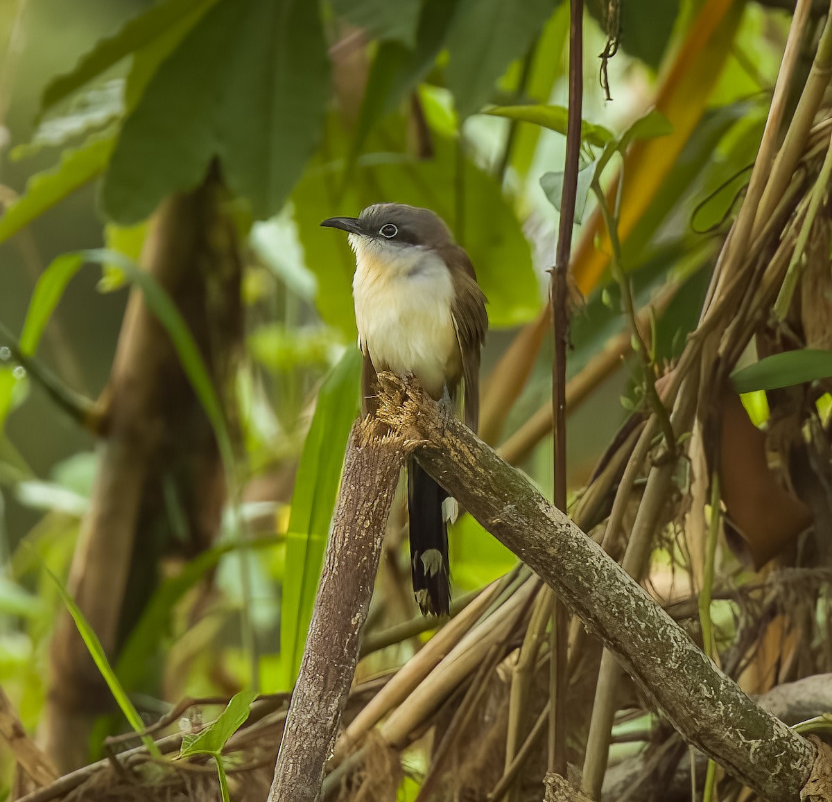 Dark-billed Cuckoo - ML640301010