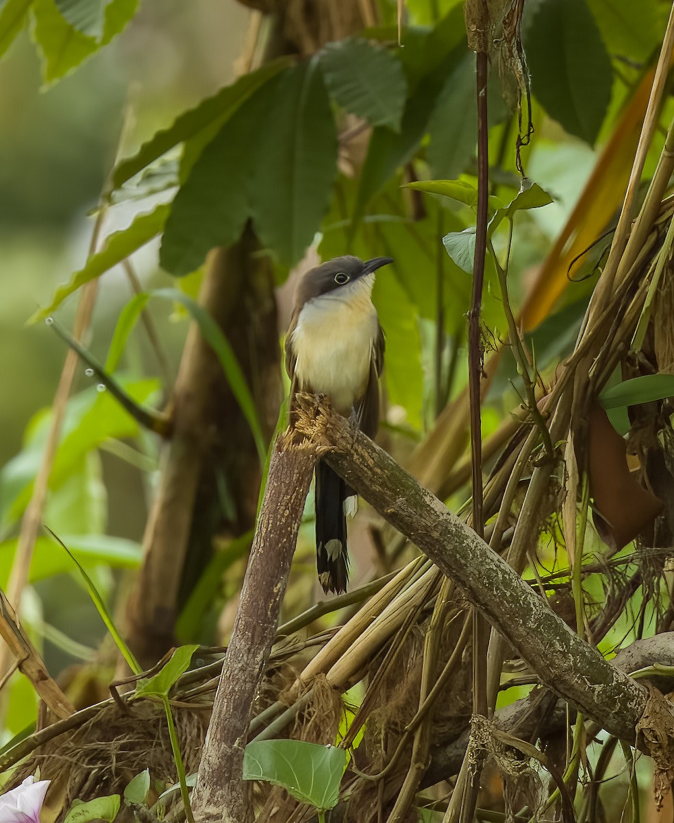 Dark-billed Cuckoo - ML640301011