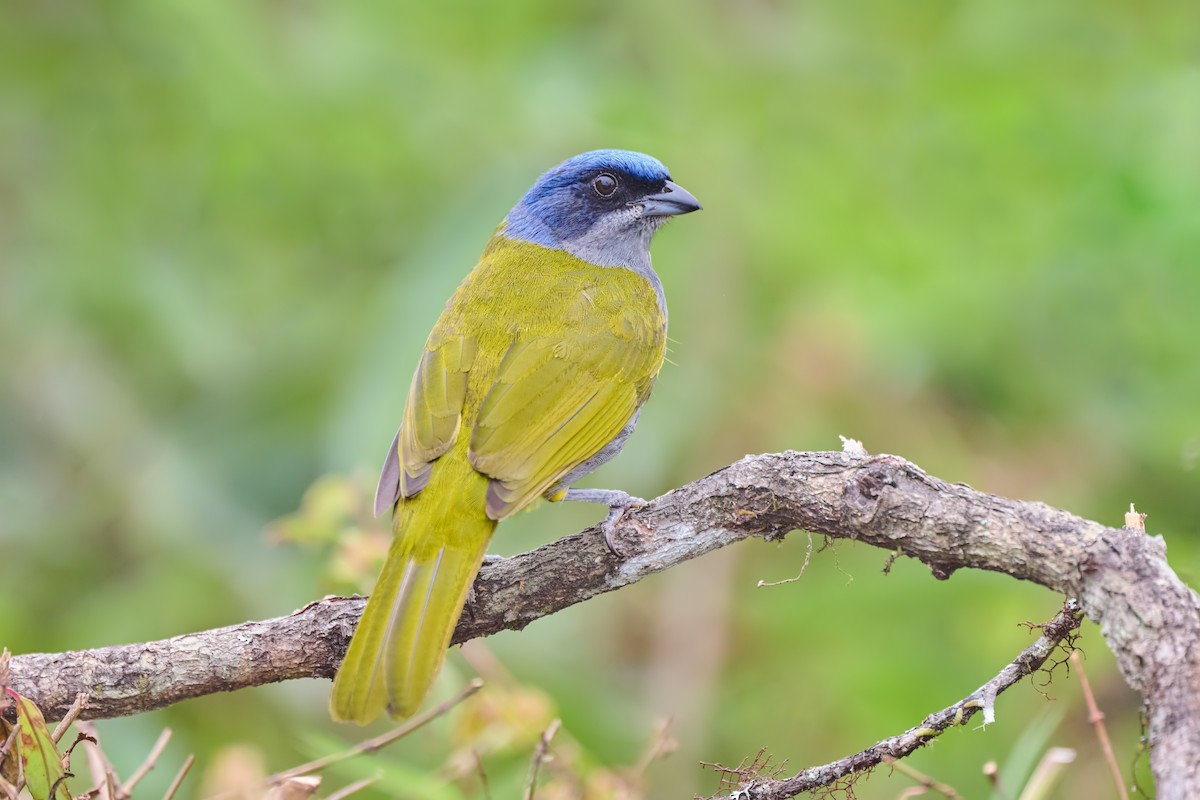 Blue-capped Tanager - ML640301016