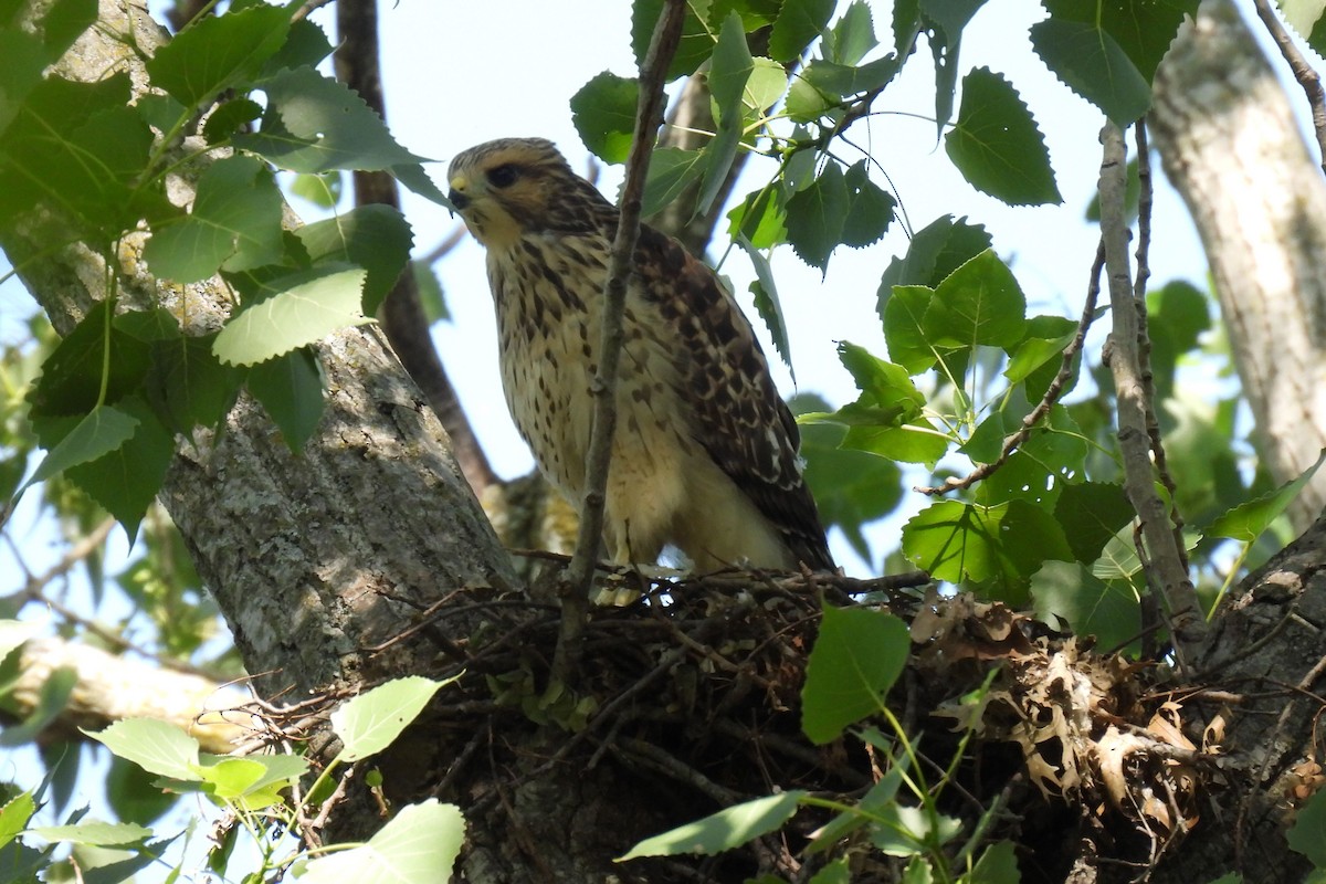 Red-shouldered Hawk (lineatus Group) - ML640301056