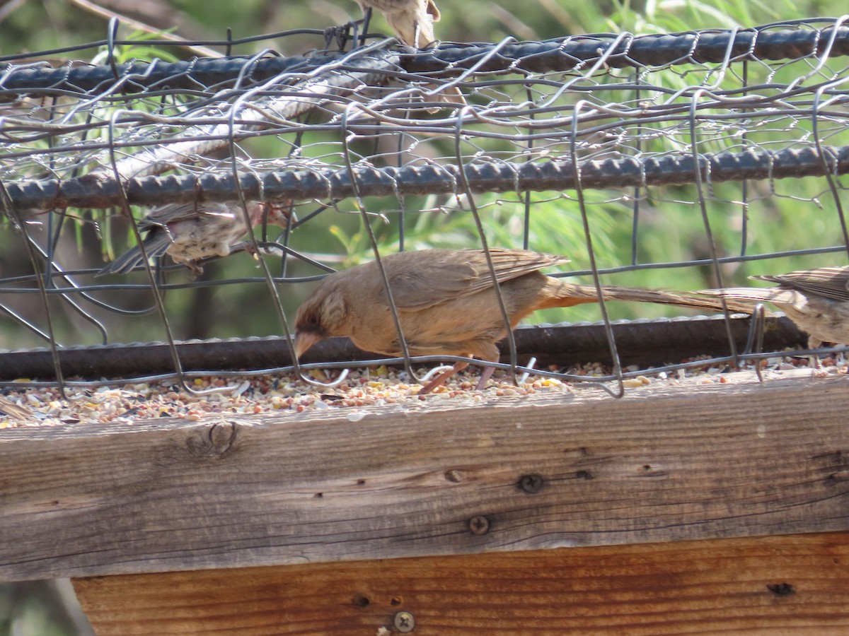 Abert's Towhee - ML640301183
