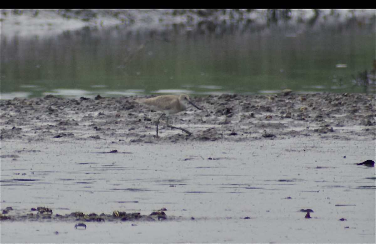 Willet (Western) - ML640301186
