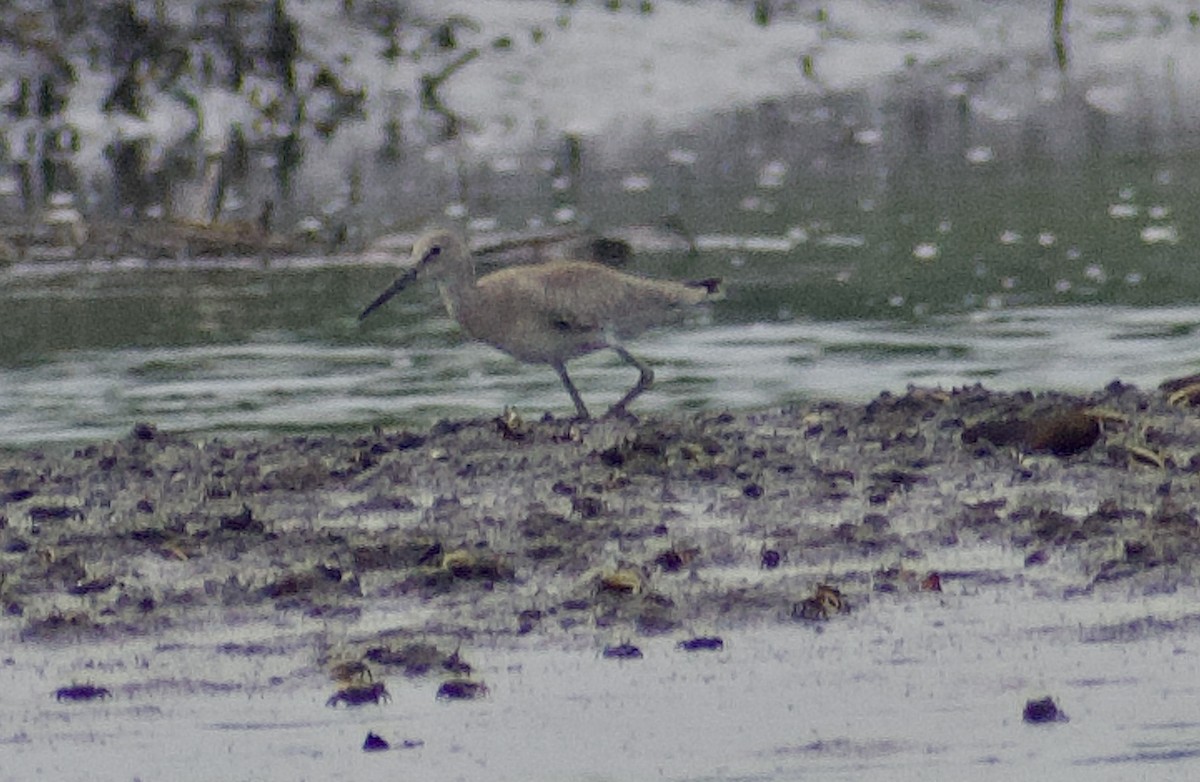 Willet (Western) - ML640301187