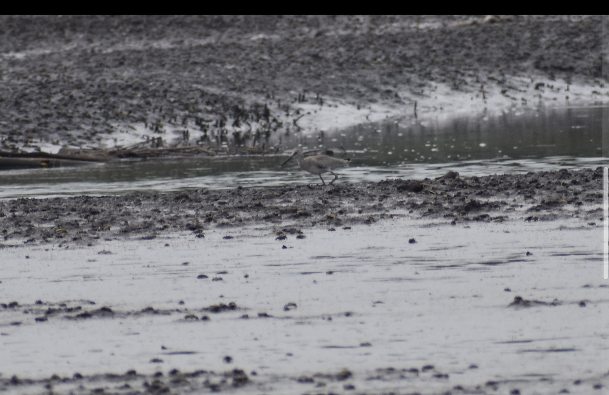 Willet (Western) - ML640301188