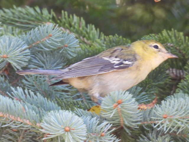 Bay-breasted Warbler - ML640301310