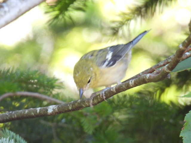 Bay-breasted Warbler - ML640301311