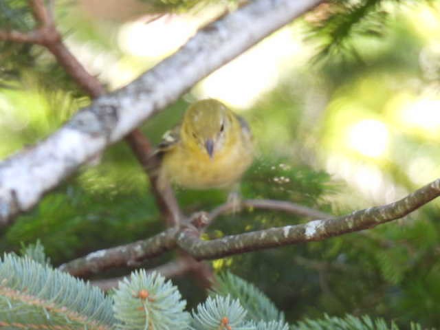 Bay-breasted Warbler - ML640301312