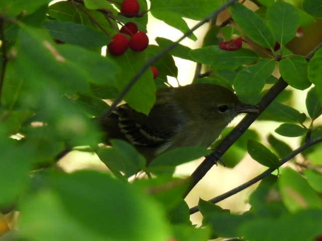 Bay-breasted Warbler - ML640301313