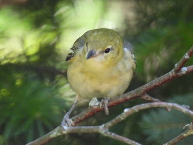 Bay-breasted Warbler - ML640301314